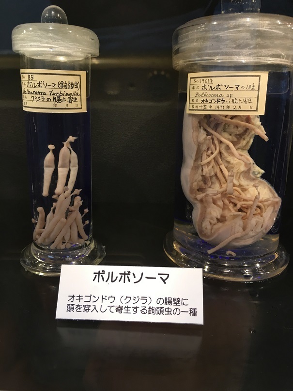 グロすぎだよ 寄生虫博物館 不可可否ブログ